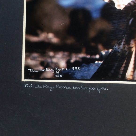 Galapagos Confrontation Framed Photo Numbered, Vintage Professional Photography - Picture 4 of 6